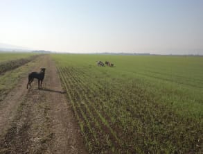 חוות%20Dog%20Way%20-%20פנסיון%20ואילוף%20כלבים%20,%20שדה%20נחמיה